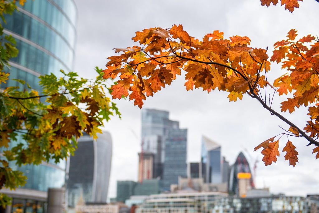 autumn, city, london-7460414.jpg